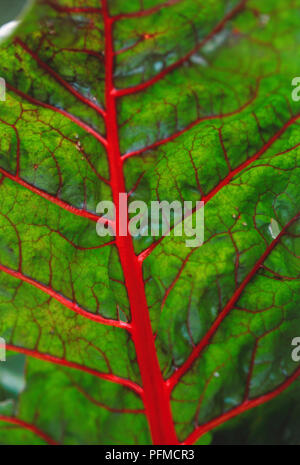 Roter Mangold (Beta vulgaris Subsp. cicla var. flavescens), Blatt Nahaufnahme rot Rippen und Adern Stockfoto