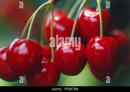 Trauben von Süße kirsche frucht hängen von der Branche, in der Nähe. Stockfoto