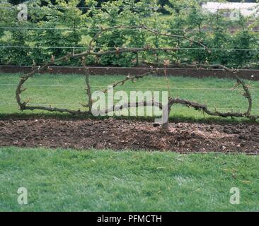 Vitis Vinifera (Grape vine) gegen Kabel Struktur in einem Garten geschult Stockfoto