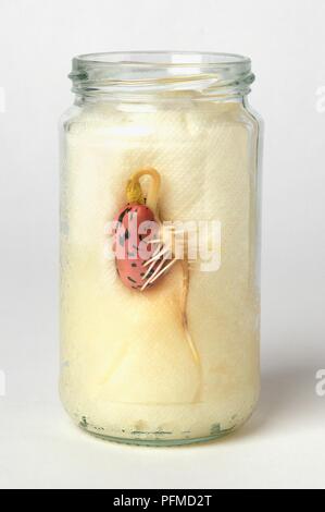 Runner bean Saatgut zwischen der Seite eines Jar und nasser Küchenrolle in die jar eingefügt wachsende Stockfoto