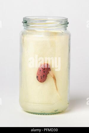 Runner bean Saatgut zwischen der Seite eines Jar und nasser Küchenrolle in die jar eingefügt wachsende, Wurzel beginnend vom Samen zum Wachsen Stockfoto