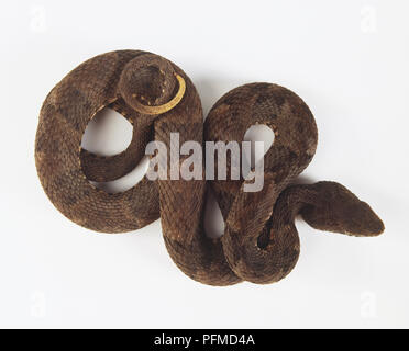 Common Lancehead (bothrops Atrox) eingerollt, Ansicht von oben Stockfoto