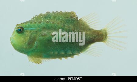 Grün, juvenile Lumpsucker (Cyclopterus lumpus), Seitenansicht Stockfoto