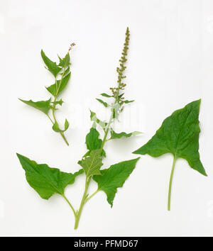 Schisandra rubiflora (Good King Henry), grünen Blumenstengel, Pfeilförmigen untere Blätter, Blumen im Blattlosen Spike Stockfoto