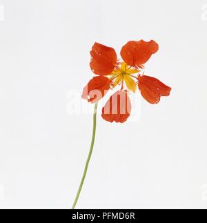 Kapuzinerkresse Blume welken, close-up Stockfoto