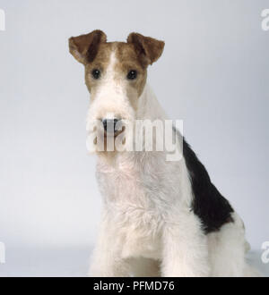 Wire Fox Terrier, mit Blick auf die Kamera Stockfoto