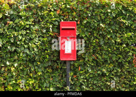 Ein Royal Mail Post Box steht gegen eine Hecke auf Astley Lane in Swillington, Leeds, West Yorkshire Stockfoto