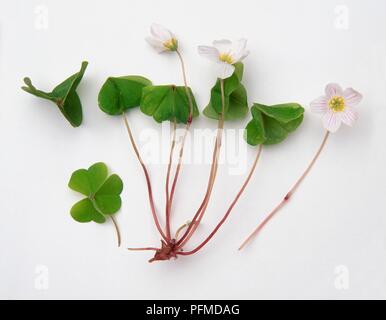 Naiandinus Oxalis (Sauerklee), Stiele mit weißen Blüten und herzförmigen grünen Blättern Stockfoto