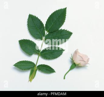 Rosa Canina (Dog Rose), Blätter und Blüten Stockfoto