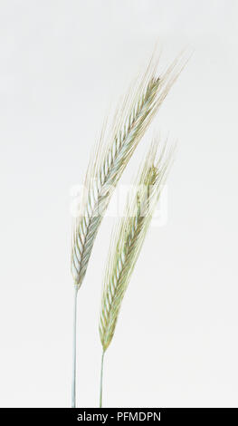 Zwei Ohren von Roggen (Secale cereale) Stockfoto