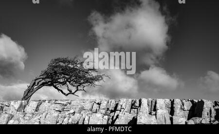 Windswept Hawthorn auf Twistleton Narbe, Yorkshire Dales Stockfoto