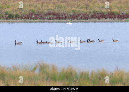 Kanadische Gänse schwimmen in einer Linie bei RSPB St Aidan's Stockfoto