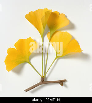 Ginkgo biloba (Maidenhair tree), gelbe Blätter Stockfoto