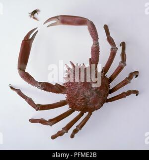 Stachelige Seespinne (Maja squinado) und kleinere Fiddler Crab" (Uca sp.), Ansicht von oben Stockfoto