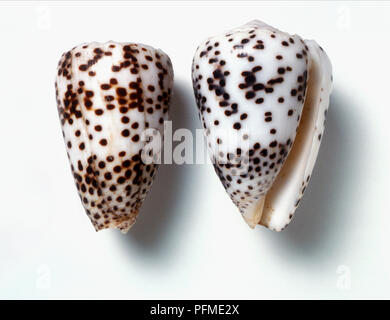 Zwei floh Biss cone Shells (Conus pulicarius) Stockfoto