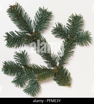 Pinaceae, Abies lasiocarpa arizonica var. 'Compacta', Subalpine Fir, Schaft mit grüne Nadel - wie Blätter, mit zwei schmalen Bändern auf der Unterseite. Stockfoto