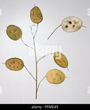 Lunaria annua Kieselsäuren von Ehrlichkeit, braune transluzente Flachen ovalen Samenkapseln getrocknet. Stockfoto