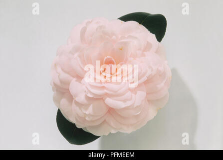 Camellia japonica 'Helen's Ballerina', Blume mit rosa Blüten und Blätter dunkelgrün Stockfoto