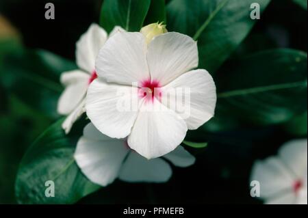 Catharanthus roseus' Sonnenschirm mit weißen Blumen, hell rosa in der Mitte, und glänzend grüne Blätter, close-up Stockfoto