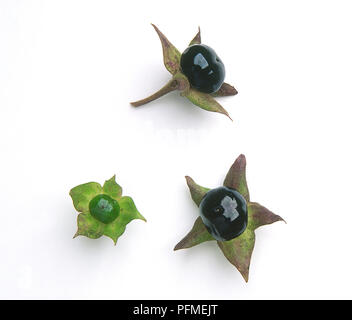 Beeren der Atropa belladonna (Tollkirsche) Stockfoto