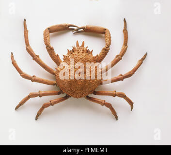 Stachelige Seespinne (Maja squinado), Ansicht von oben Stockfoto