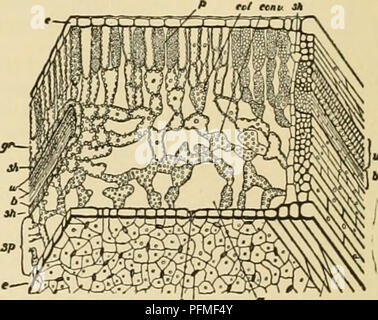 . Cyclopedia von landwirtschaftlichen Kulturpflanzen. Farm produzieren; Landwirtschaft. Abb. 33. Querschnitt der Efeu Blatt, das im Schatten wuchs, und hat nur eine Schicht von palisade-Zellen, v, obere Epidermis; p, paUsade Zellen; c, ein Kristall: s/). schwammig Parenchym. Ich ; (', interzellulären Raum; t, unteren Epidermis. Die Anlage hier ist bestimmt für die True oder Efeu, Hedera helix, und verursacht, dass das CO2 mit dem Wasser zu vereinen, damit Zucker bilden. Dies kann durch die Gleichung: Diese Gleichung jedoch lediglich der Anfang und das Ende, was vermutlich eine lange und Com-plicated Prozess dargestellt werden. Sauerstoff abgegeben und kann sein Stockfoto