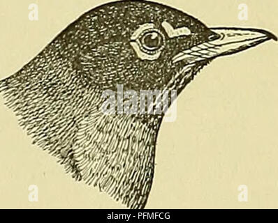 Die „Zyklopädie der Nutztiere“ bietet umfassende Informationen zu Haustieren und tierischen Produkten. Es enthält detaillierte Beschreibungen und Abbildungen, wie etwa den Kopf des Schwarzfüßlers (*Putorius nigripes*), basierend auf dem Biological Survey. Die Arbeit bezieht sich auch auf verschiedene Bulletins und Rundschreiben zu Themen wie Taschengopher, Wölfe, Kojoten, Ratten und Feldmäuse, Einblicke in ihre wirtschaftlichen Auswirkungen und Kontrollmethoden. Stockfoto