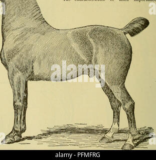 . Cyclopedia von Nutztieren. Heimische Tiere und Waren tierischen Ursprungs. Die Mähne und Schweif ist fein und von seidiger Textur. Action und Geschwindigkeit wichtig sind und große Bedeutung für die Beurteilung dieser Klasse von Pferden. Die Aktion fordert, temperamentvoll, direkt und regelmäßig. Die Beine und Füße sind von größter Bedeutung bei der Bestimmung der Haltbarkeit dieser Pferde, und daher ist es selbstverständlich, dass diese Teile frei von Verdorbenheit werden sollte. Die Beine sollten starken, dichten und flachen Knochen besitzen. Die Sehnen und Adern stand out prominent und deren oder Neigung zum puffiness sho Stockfoto