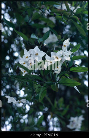 Weiße Blüten und Blätter von Solanum jasminoides 'Album', Kartoffel, Rebe Stockfoto