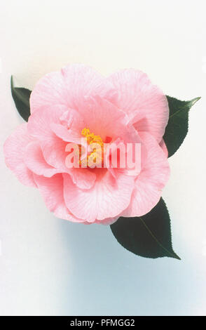 Camellia 'Lasca Schönheit", groß, blass rosa halbgefüllte Blüte mit dunkelgrünen Blätter Stockfoto