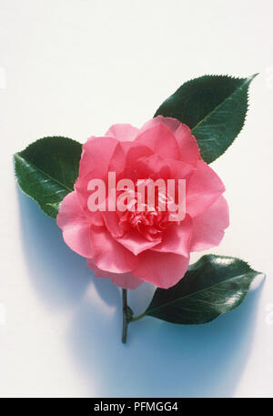 Camellia japonica 'Elegans Supreme', rosa Blume und glänzend grüne Blätter Stockfoto
