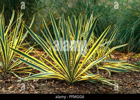 Bunte Blätter von Yucca filamentosa 'Bright Edge' (die Nadel des Adam's) Stockfoto