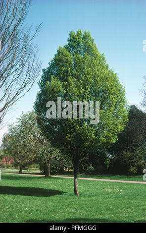 Carpinus betulus 'Fastigiata' (Hainbuche), Baum im Park Stockfoto