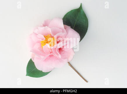 Camellia 'Lila Naff", pale pink halbgefüllte Blüten mit gelben Staubgefäße und grüne Blätter Stockfoto