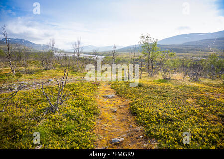 Fußweg im Norden Birke Wald im nördlichen Norwegen Stockfoto