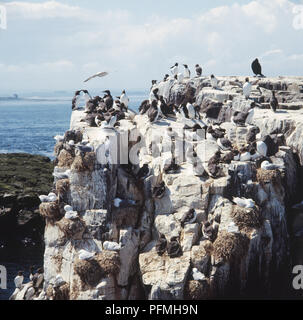 Kolonie der Gemeinsamen Trottellummen (Uria aagle) an der Küste auf einer Klippe. Stockfoto