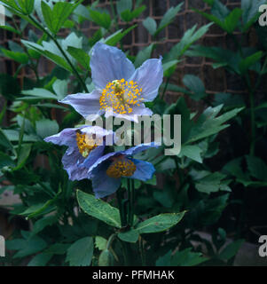 Blau blühenden Stengel von Meconopsis betonicifolia (Himalayan Blue Poppy), close-up Stockfoto