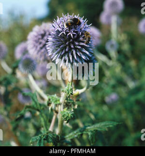 Blätter und lila Blütenköpfe der Globe Thistle. Stockfoto