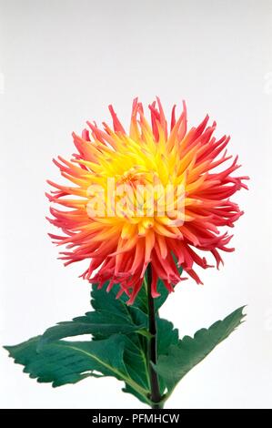 Dahlie 'Alfred Grille' mit rosa Blume, gelb in der Mitte, und grüne Blätter Stockfoto