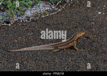 Ein Lavastrom Lizard (Microlophus albemarlensis) auf schwarzem Sand Strand auf den Galapagosinseln, Ecuador. auf einem schwarzen Sandstrand im Galapago Stockfoto