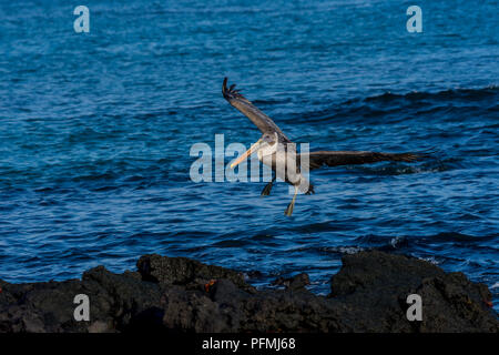 Braunpelikan (Pelecanus occidentalis), die für eine Landung auf dem schwarzen Lava Rock auf den Galapagosinseln, Ecuador. Stockfoto