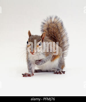 Alert Grauhörnchen (Sciurus carolinensis) Stockfoto