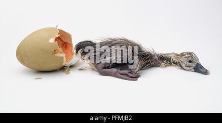 Höckerschwan (Cygnus olor) Hatchling" neben gesprungene Ei Stockfoto