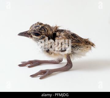 Gekrönt plover (Vanellus coronatus) Küken stehend, Seitenansicht Stockfoto