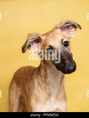 Silken Windsprite, junger Hund, 5 Monate, Tier Portrait, treu, gelben Hintergrund, studio Shot, Deutschland Stockfoto