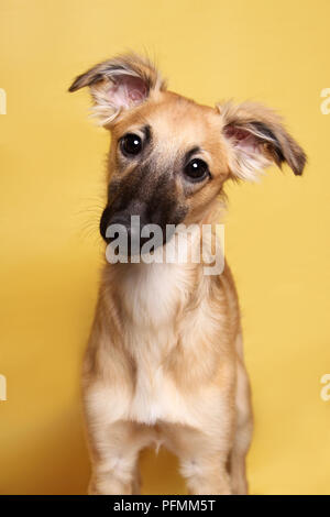 Silken Windsprite, junger Hund, 5 Monate, Tier Portrait, treu, gelben Hintergrund, studio Shot, Deutschland Stockfoto