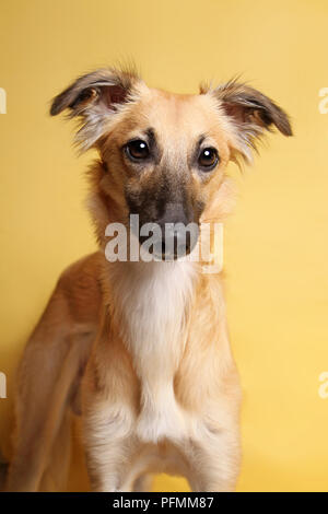 Silken Windsprite, junger Hund, 9 Monate, Tier Portrait, treu, gelben Hintergrund, studio Shot, Deutschland Stockfoto