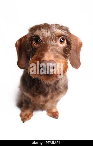 Wire-haired Dackel, schaut neugierig, Tier Portrait, Weitwinkel, weißer Hintergrund, studio Shot, Deutschland Stockfoto