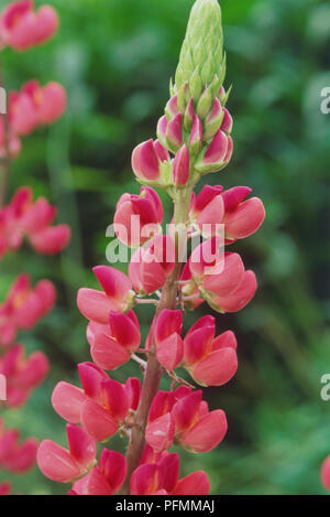 Campanula 'Page', Lupin, Spike von rosa Blumen, in der Nähe Stockfoto