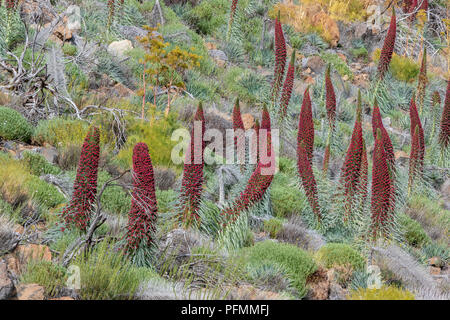 Blühende Echium wildpretii (Echium wildpretii), Las Cañadas del Teide National Park, Teneriffa, Kanarische Inseln, Spanien Stockfoto